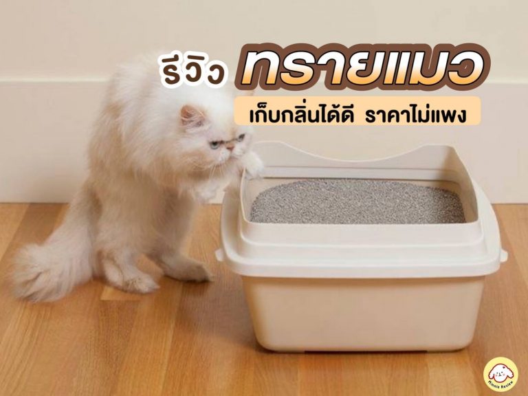 ทรายแมว ยี่ห้อไหนดี [2022] เก็บกลิ่นได้ดี ราคาไม่แพง ถูกใจทาส